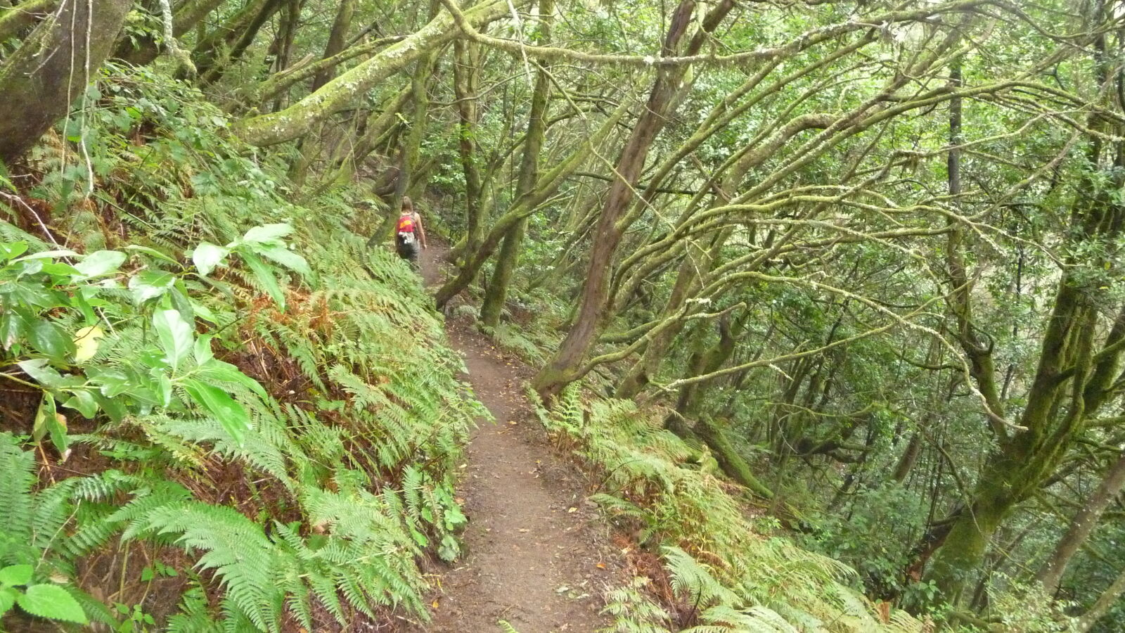 Parque Nacional de Garajonay.