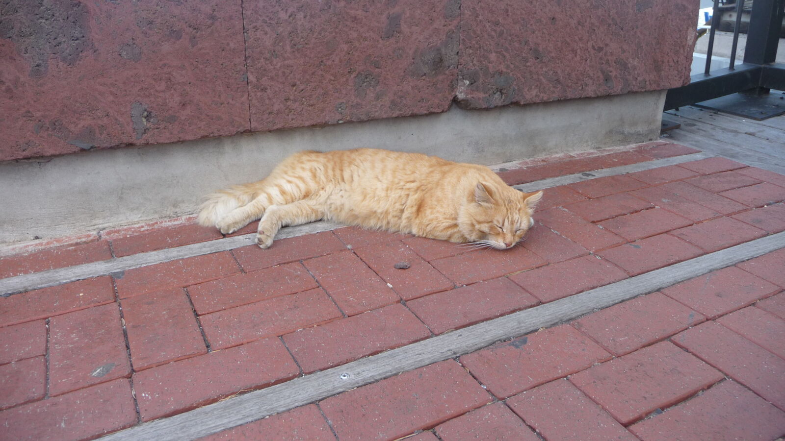 Hafenkater von San Sebastián, La Gomera.