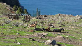 Valle Gran Rey.