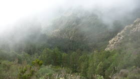 Parque Nacional de Garajonay.