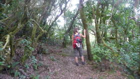 Parque Nacional de Garajonay.
