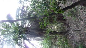 Parque Nacional de Garajonay.