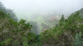 El Cedro.