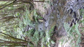 Parque Nacional de Garajonay.