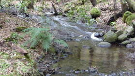 Parque Nacional de Garajonay.