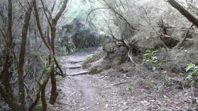 Parque Nacional de Garajonay.