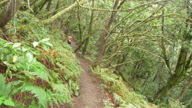 Parque Nacional de Garajonay.