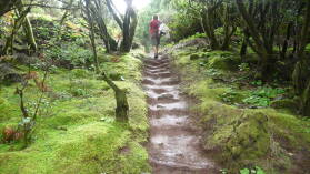 Parque Nacional de Garajonay.