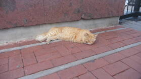 Hafenkater von San Sebastián, La Gomera.