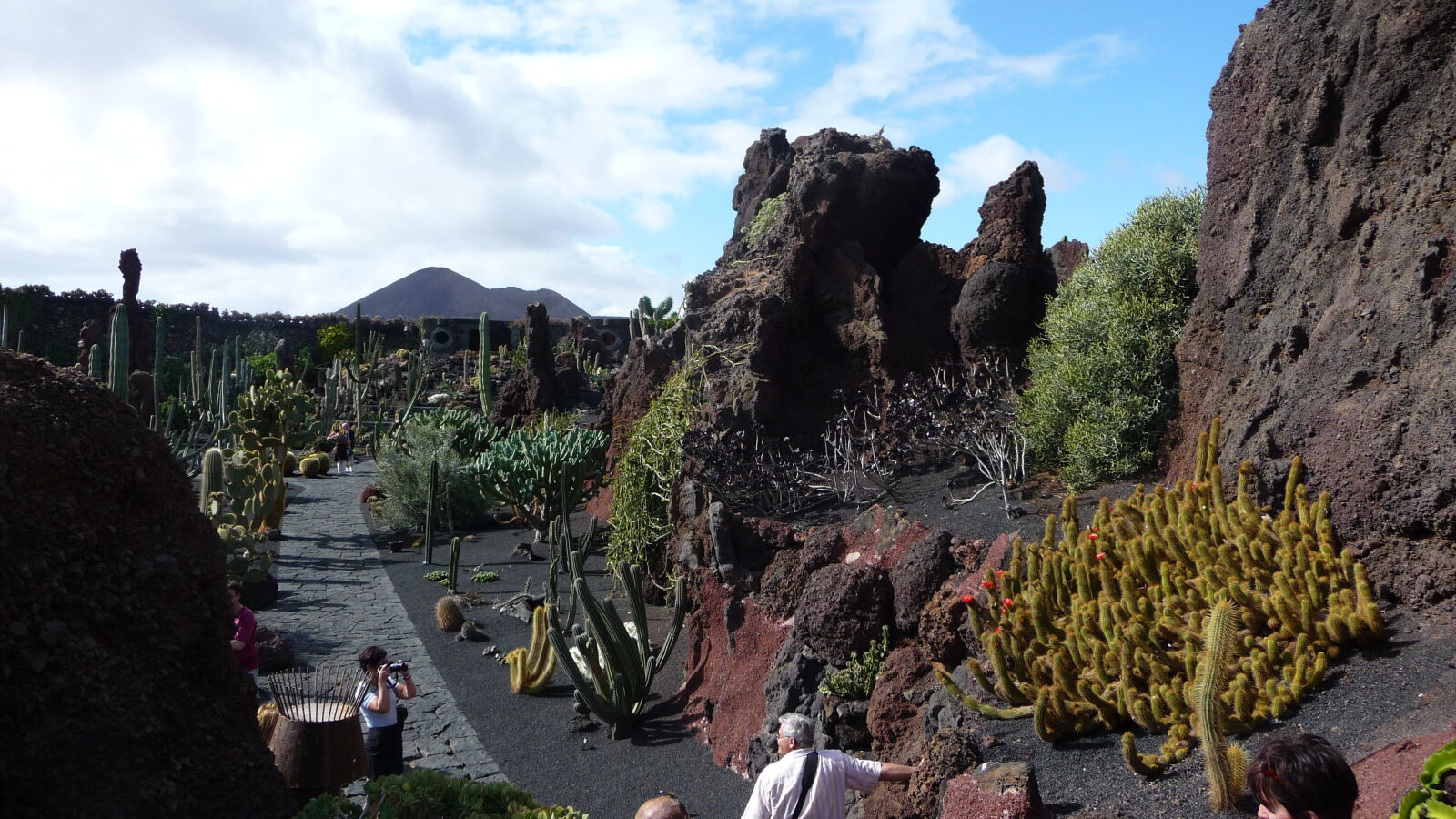 Jardin de cactus.