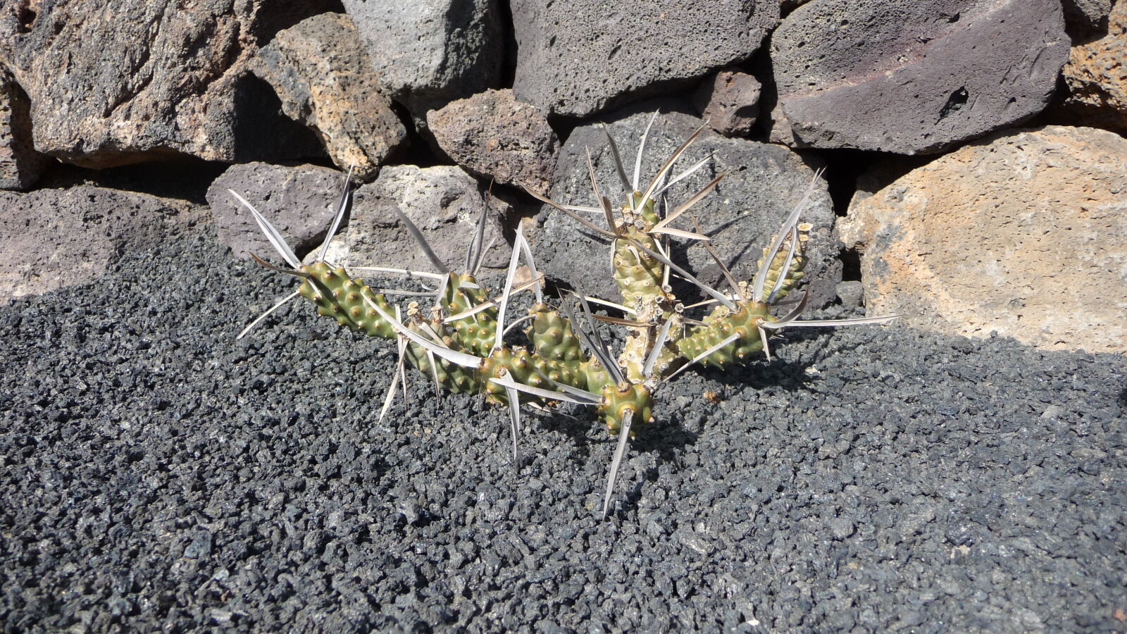 Jardin de cactus.