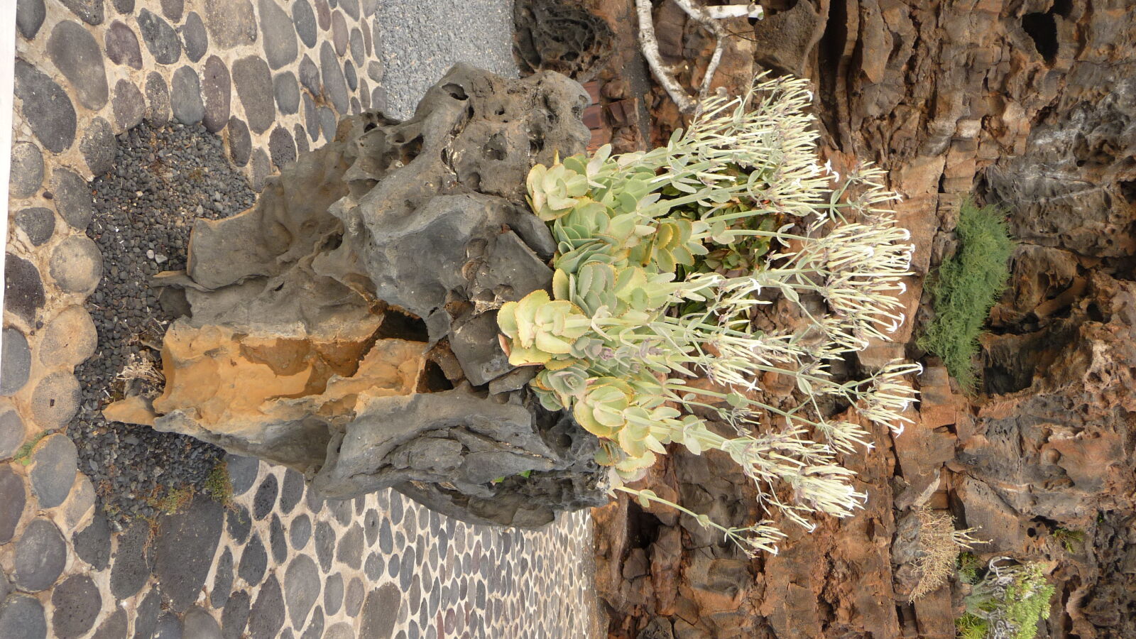 Jameos del Agua.
