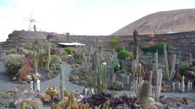 Jardin de cactus.