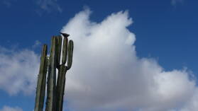 Jardin de cactus.