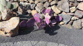 Jardin de cactus.