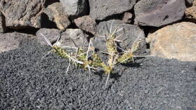 Jardin de cactus.