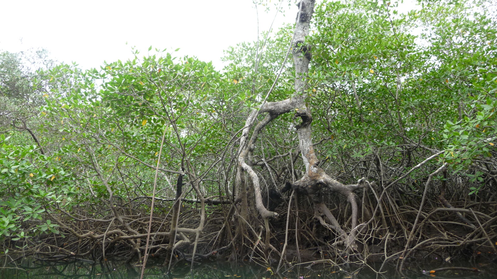 Isla del Rey.