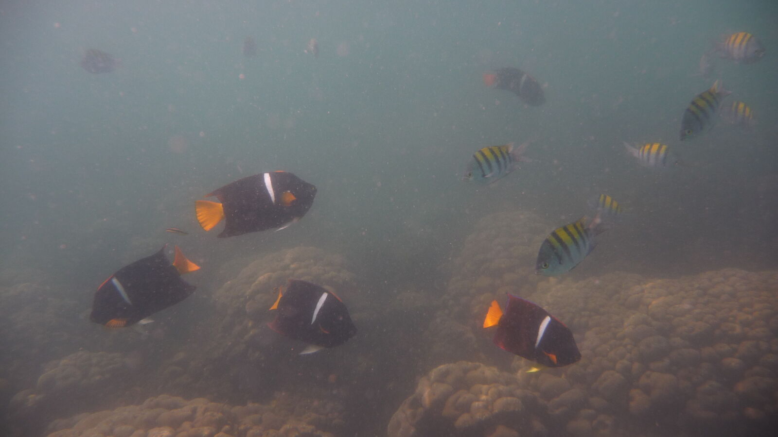 Schnorcheln bei Isla Espiritu Santo.