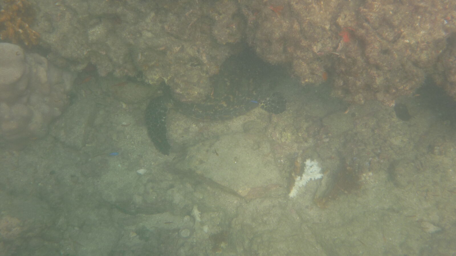 Schnorcheln bei Isla Espiritu Santo.