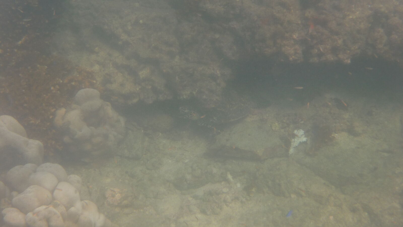Schnorcheln bei Isla Espiritu Santo.