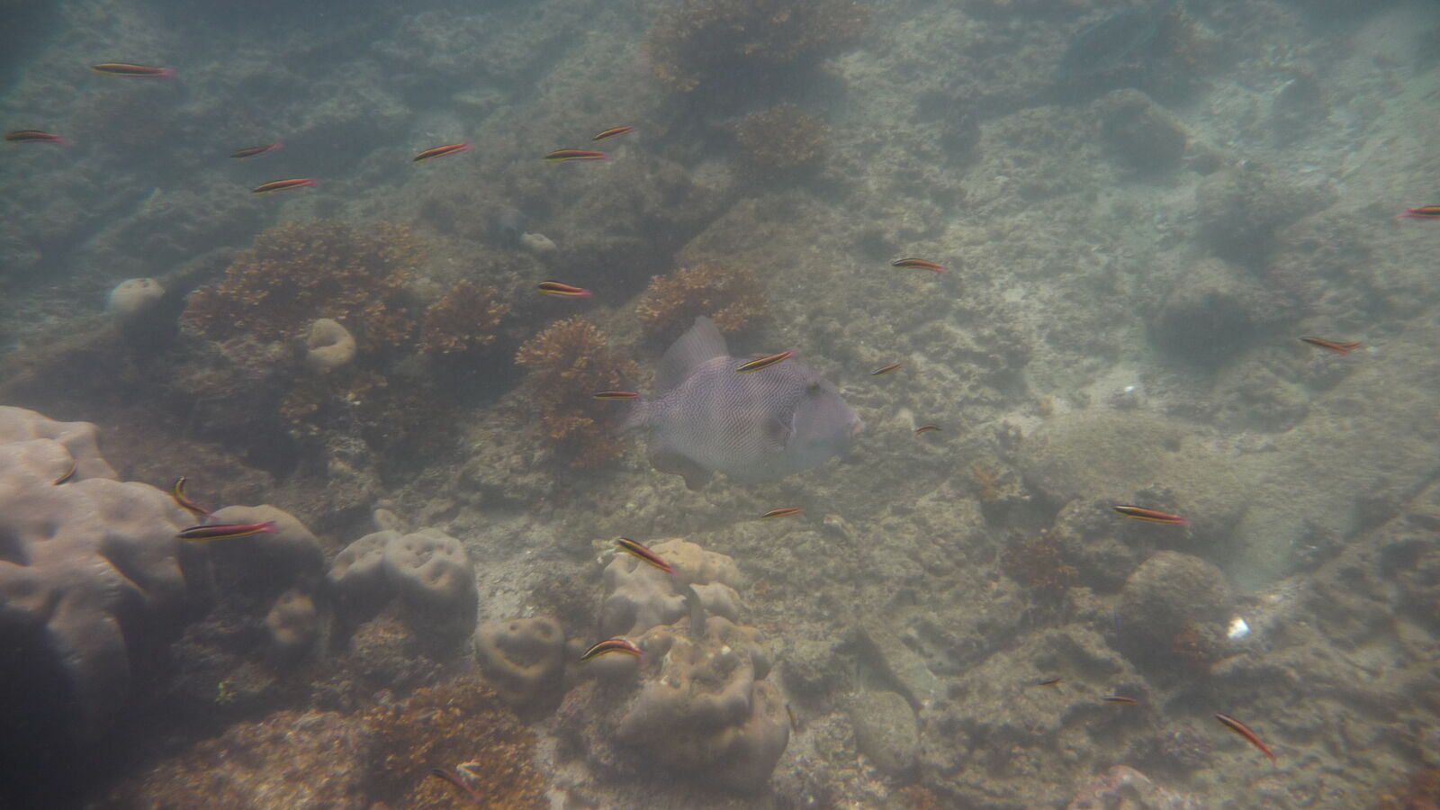 Schnorcheln bei Isla Espiritu Santo.