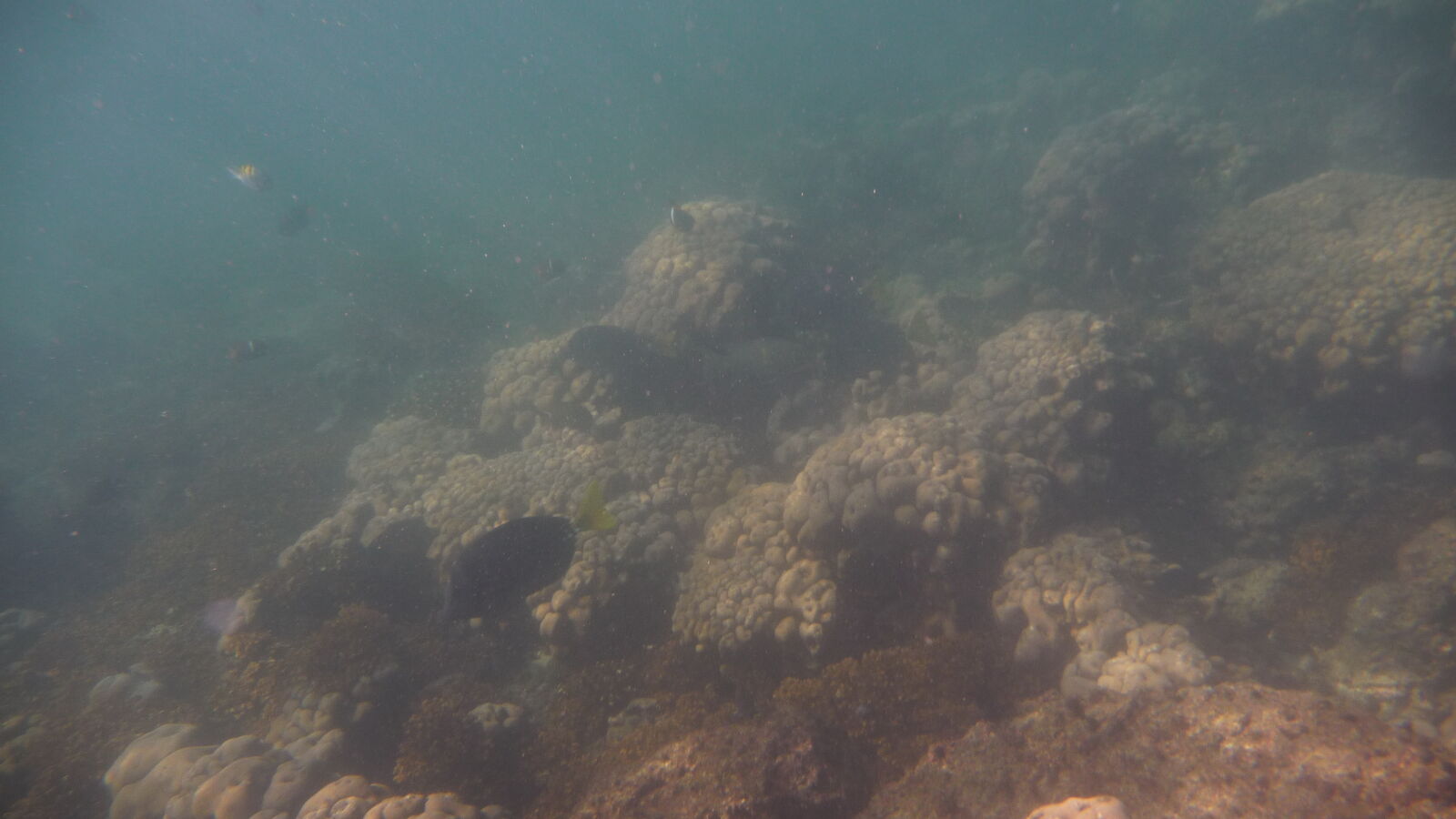 Schnorcheln bei Isla Espiritu Santo.