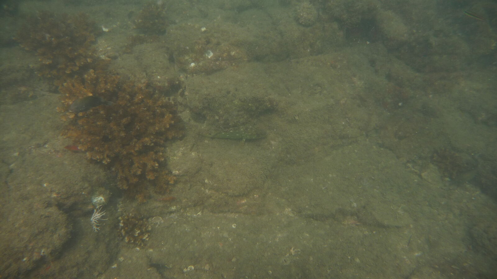 Schnorcheln bei Isla del Rey, nördlich von Isla Espiritu Santo.