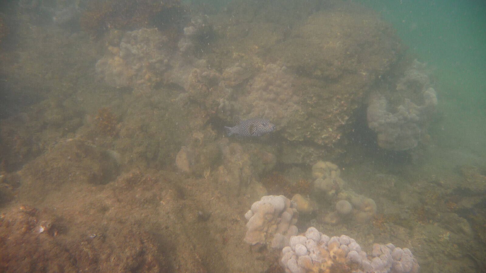 Schnorcheln bei Isla del Rey, nördlich von Isla Espiritu Santo.