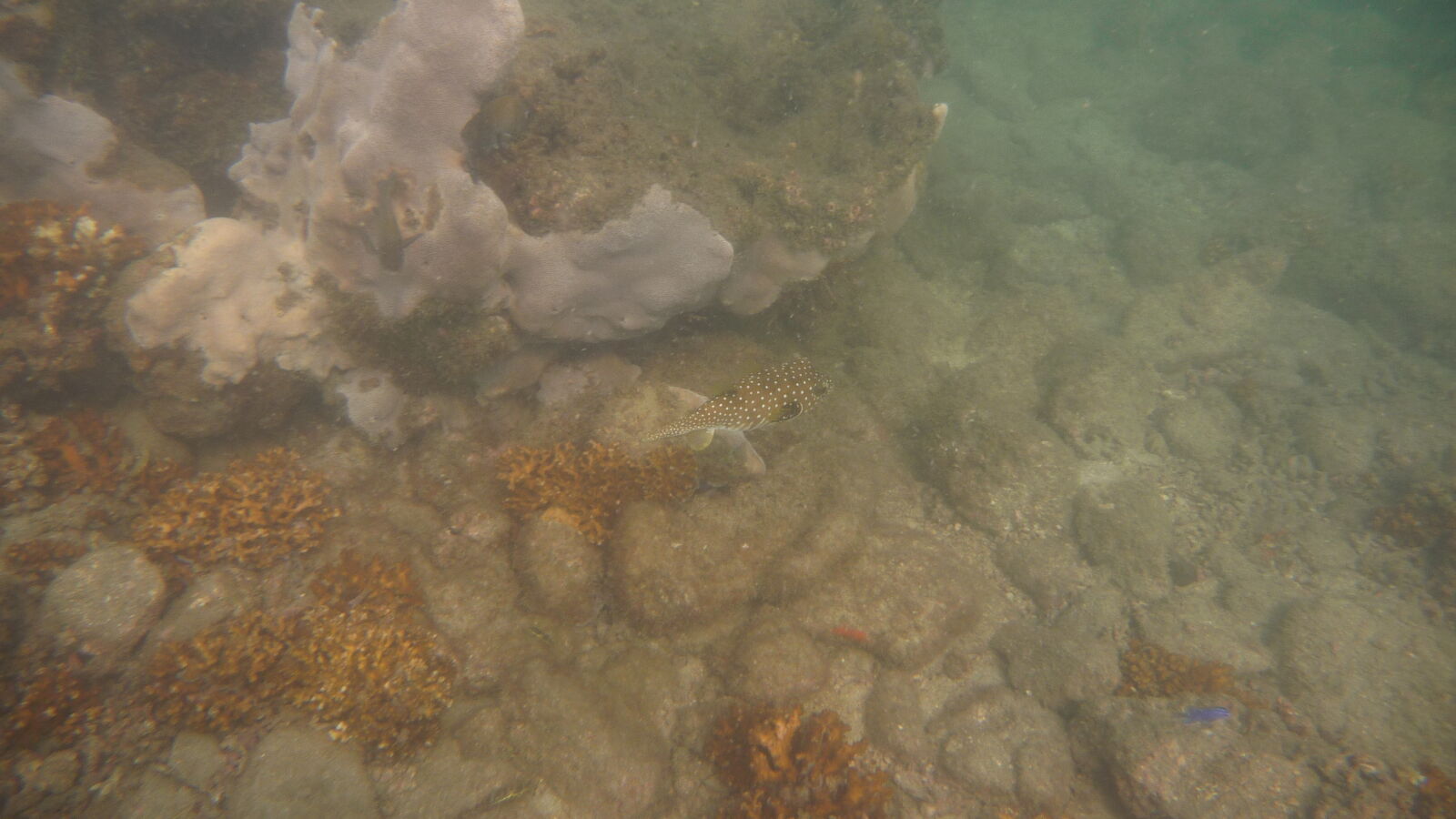 Schnorcheln bei Isla del Rey, nördlich von Isla Espiritu Santo.