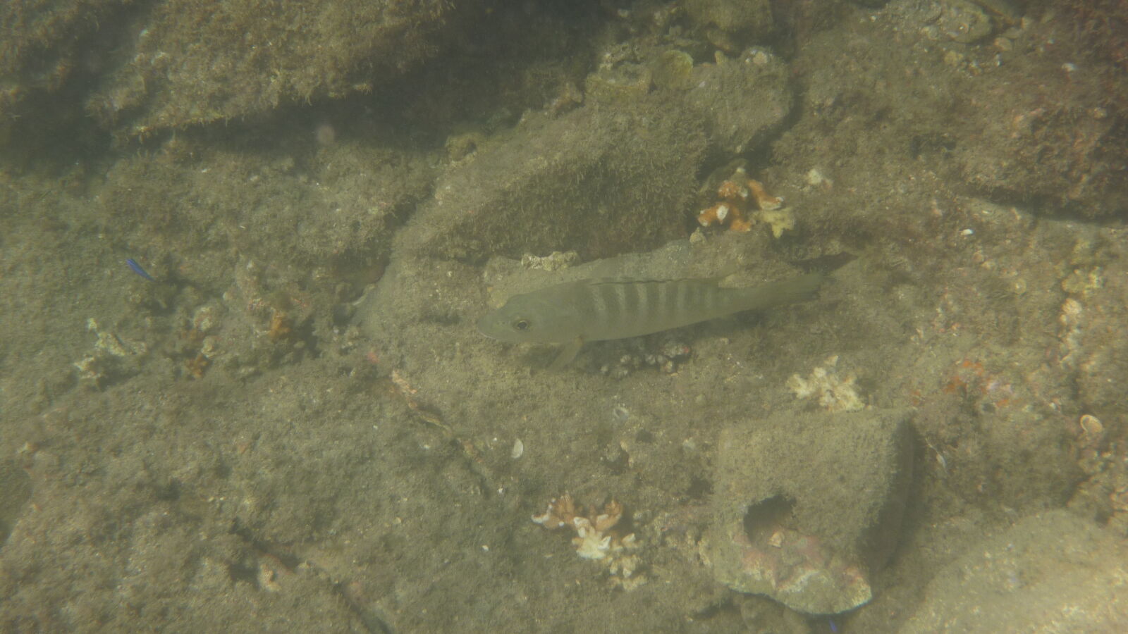 Schnorcheln bei Isla del Rey, nördlich von Isla Espiritu Santo.