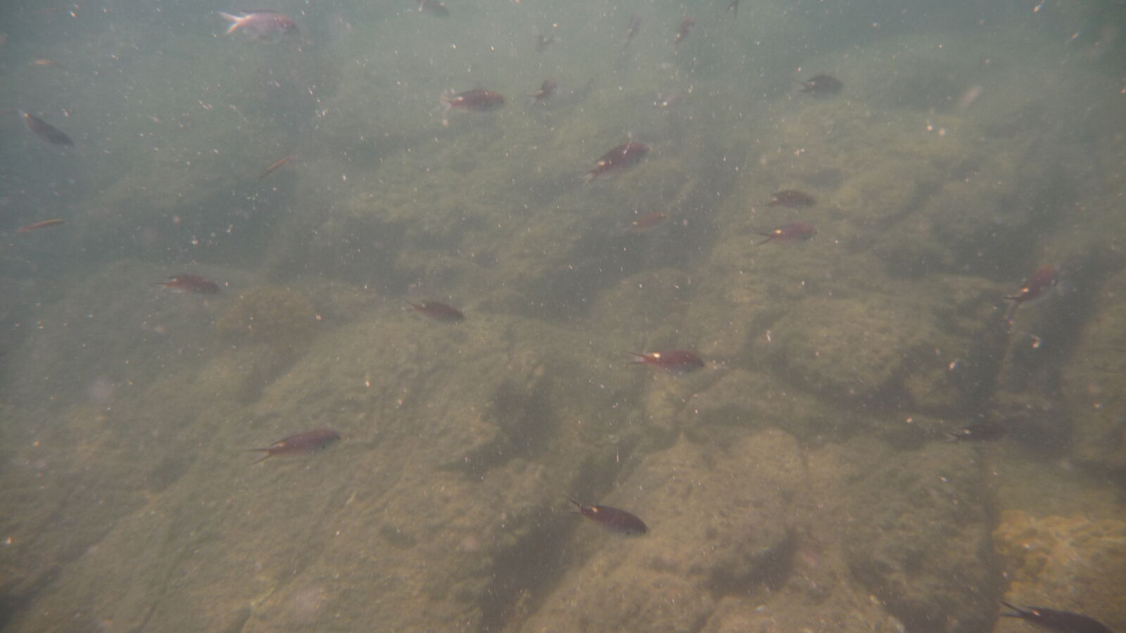 Schnorcheln bei Isla del Rey, nördlich von Isla Espiritu Santo.
