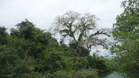 Isla del Rey.
