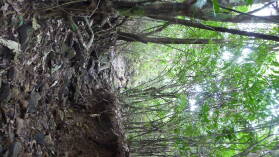 Isla del Rey.