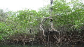 Isla del Rey.
