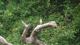 Waschplatz auf Isla del Rey.