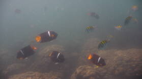 Schnorcheln bei Isla Espiritu Santo.