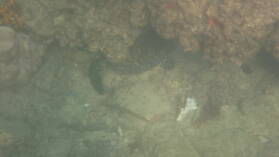 Schnorcheln bei Isla Espiritu Santo.