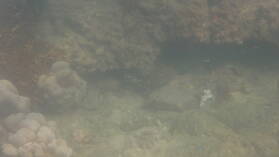 Schnorcheln bei Isla Espiritu Santo.