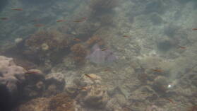 Schnorcheln bei Isla Espiritu Santo.