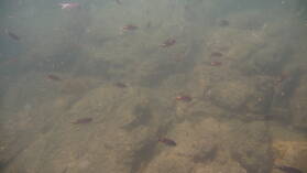 Schnorcheln bei Isla del Rey, nördlich von Isla Espiritu Santo.