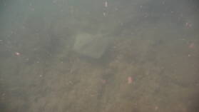 Schnorcheln bei Isla del Rey, nördlich von Isla Espiritu Santo.