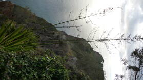 Camara de Lobos.