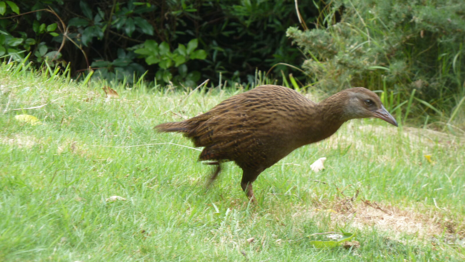 Weka.