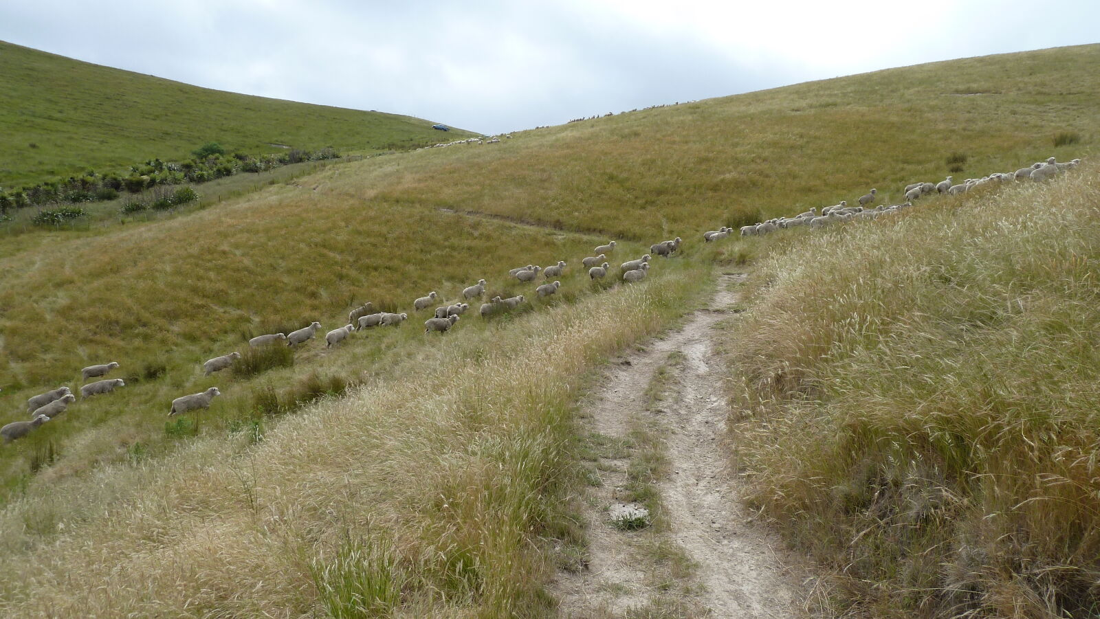 Wither Hills Farm Park, Blenheim.