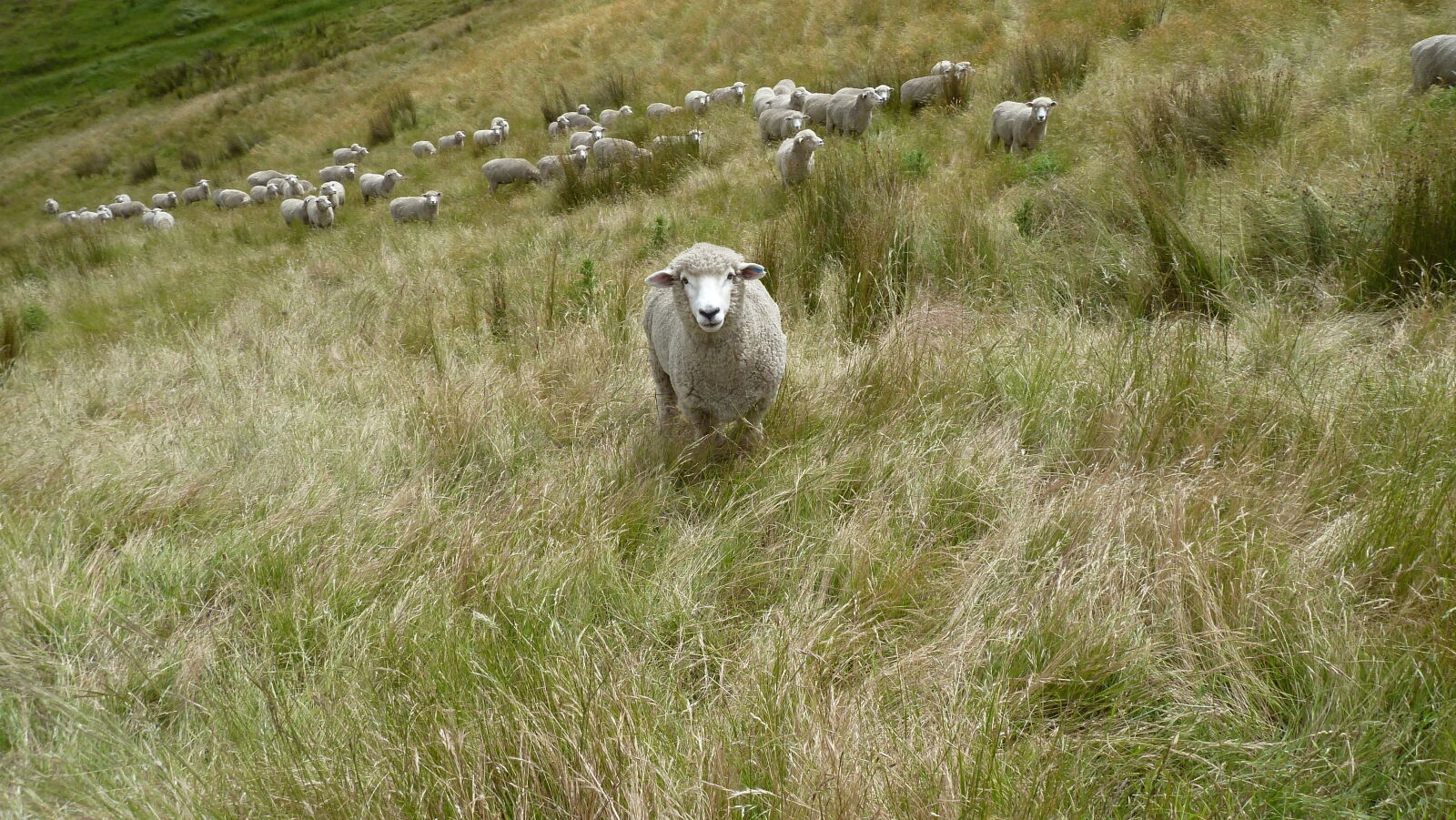Wither Hills Farm Park, Blenheim.