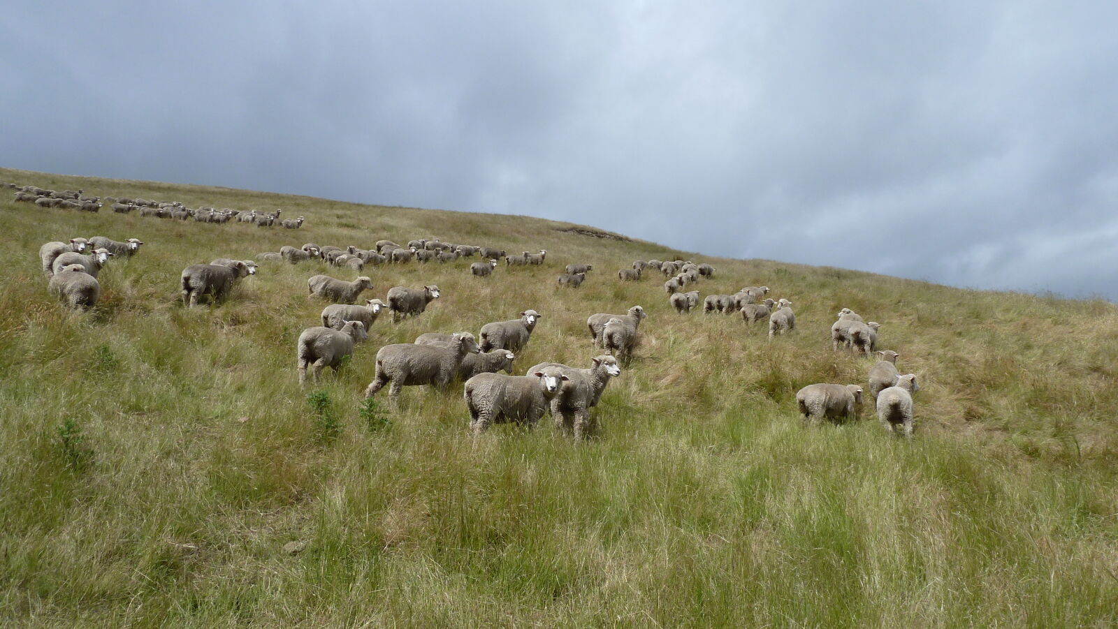 Wither Hills Farm Park, Blenheim.