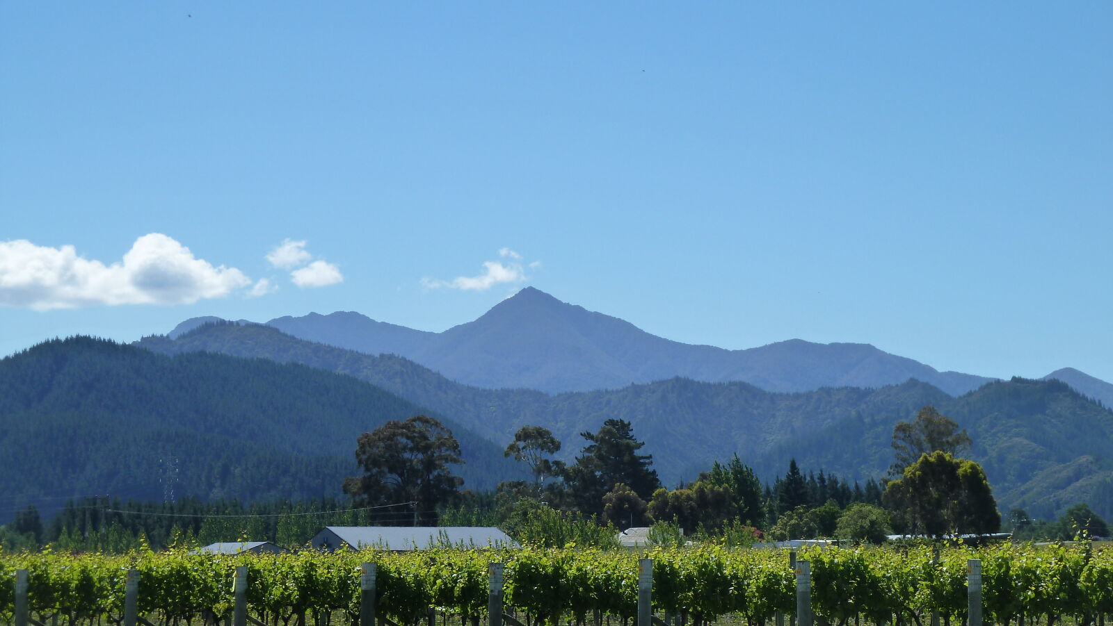 Blenheim.