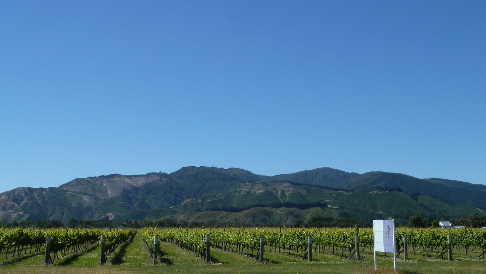Blenheim.