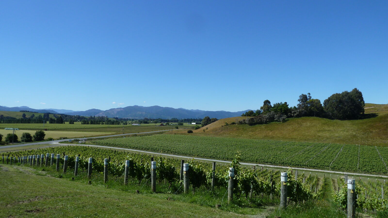Blenheim.