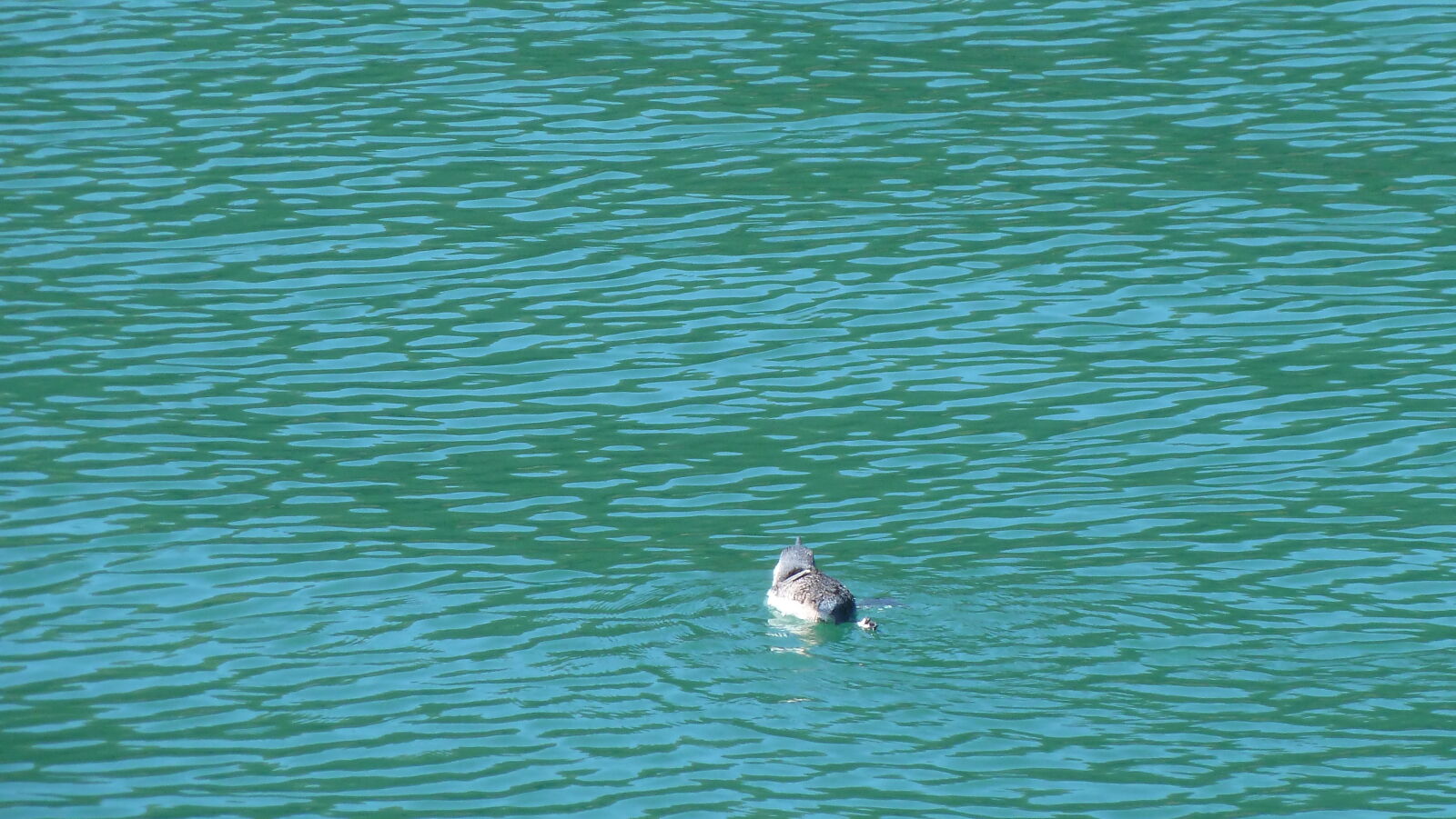 Blue Penguin, Pelorus Sound.